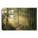 Dirt Road Through Deciduous Forest At Dawn - Forest Canvas For Living Room Decor Family - CANLA75 - CustomCat